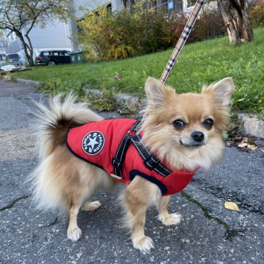 Varm Vest Med Sele Til Hund