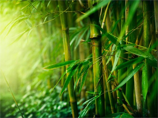 Fototapet Jungle Bamboo 400x309 - Artgeist sp. z o. o.