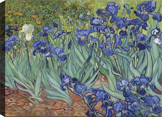 Lerretsbilde 70x100 cm Fargerik samling av irisblomster i forskjellige blånyanser Blå / Grønn / Hvit