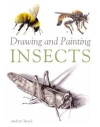 Drawing And Painting Insects Av Andrew Tyzack Drawing And Painting Insects Av Andrew Tyzack