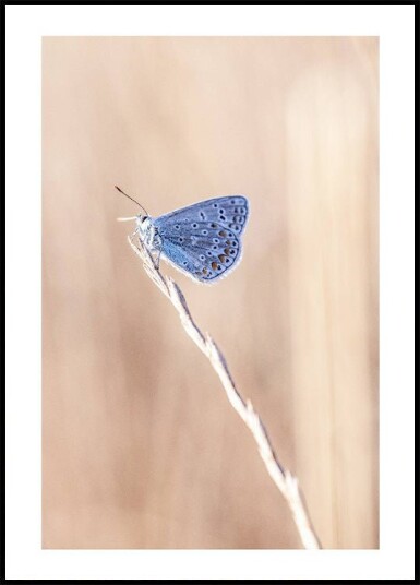 Blue Icarus Butterfly On Leaf Plakat Plakat / 50x70cm