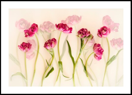 Dreamy Pink Tulips Plakat / 70x100