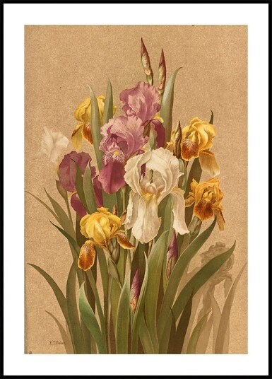 Fleur De Lis No. 3 Plakat Plakat / 30x40cm