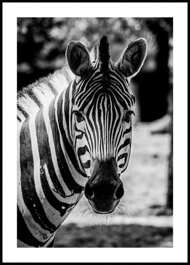 Zebra Plakat Plakat / 70x100cm