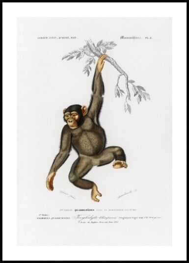 Chimpangze Plakat / 50x70