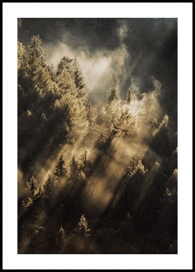Forest at Sunrise Plakat Plakat / 70x100cm