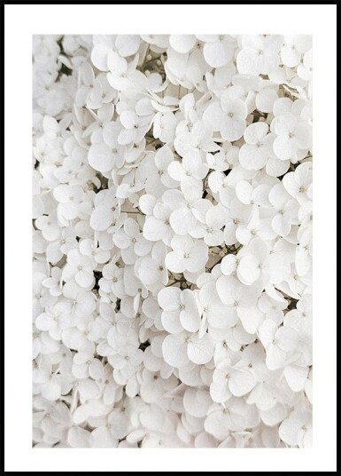 White Hydrangea Plakat Plakat / 40x50cm