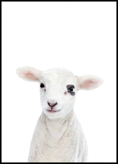 Baby Lamb Plakat / 40x50cm