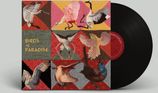 Birds of Paradise Birds of Paradise