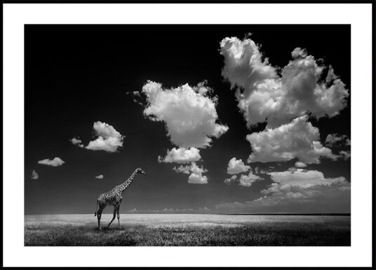 Gone with the Clouds Plakat / 40x50cm Gone with the Clouds Plakat / 40x50cm