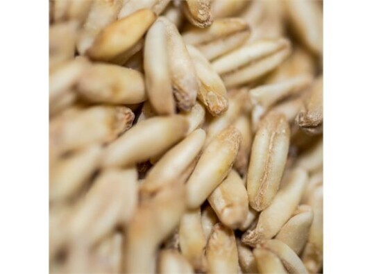 Crisp Naked Oat malt