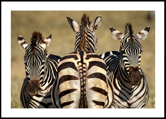 Zebra Trio Plakat / 21x30