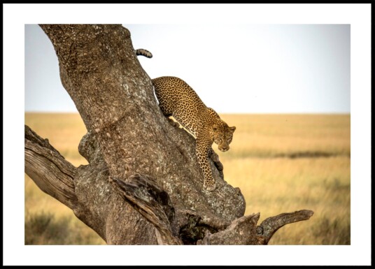 Leopard Descending Tree Plakat / 30x40