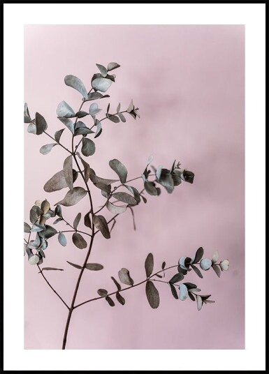 Eucalyptus 12 Plakat / 50x70cm