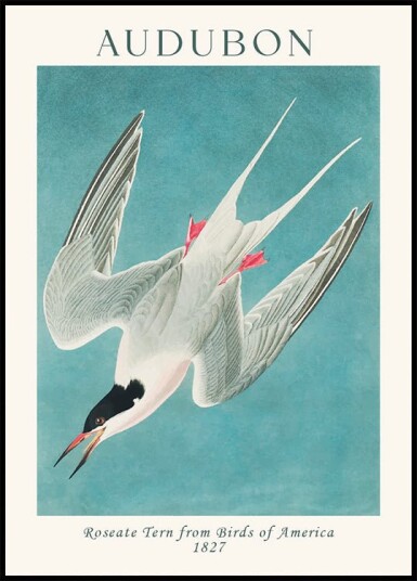 Roseate Tern from Birds of America Audubon Plakat Plakat / 21x30cm