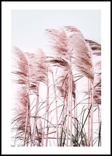 Pink Beach Grass Plakat Plakat / 100x150cm