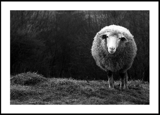 Wondering sheep Plakat / 21x30cm Wondering sheep Plakat / 21x30cm