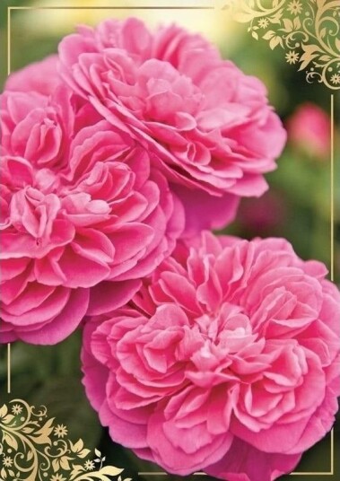 Kukartka Gratulasjonskort B6 Pp 2146 Blomster Uten Tekst