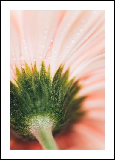 Green Sepals with Dewdrops Plakat Plakat / 30x40cm