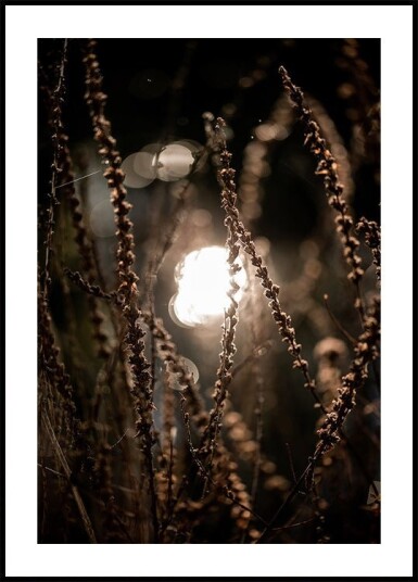 Autumn Lights 2 Plakat / 40x50cm