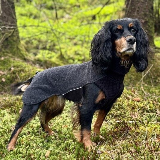 Canelana Merinoull Dekken for Korthårede Hunder M-L 48 cm Sort
