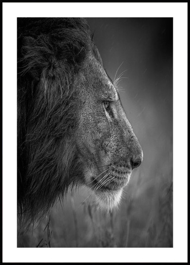 Thinking Under The Rain Plakat / 40x50cm