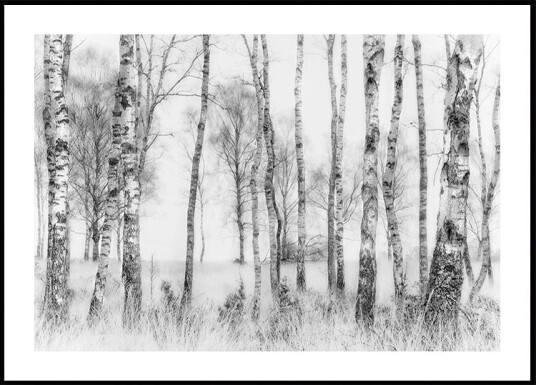 Black and White Birch Poster Plakat / 100x150cm