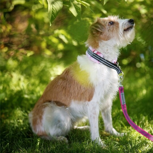 Kusse & Kutta Grip Hundebånd Med Bgb Hake 300 cm Rosa