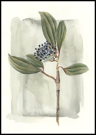 Viburnum davidii Plakat Plakat / 30x40cm Viburnum davidii Plakat Plakat / 30x40cm