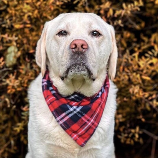 Halstørkle Bandana