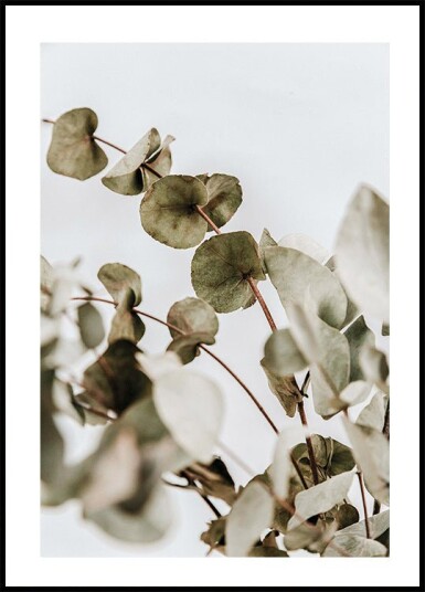 Eucalyptus Plakat Plakat / 100x150cm
