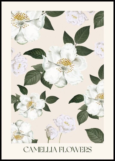 Camellia Flowers Plakat Plakat / 100x150cm