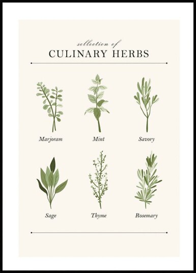 Herbs Plakat Plakat / 30x40cm