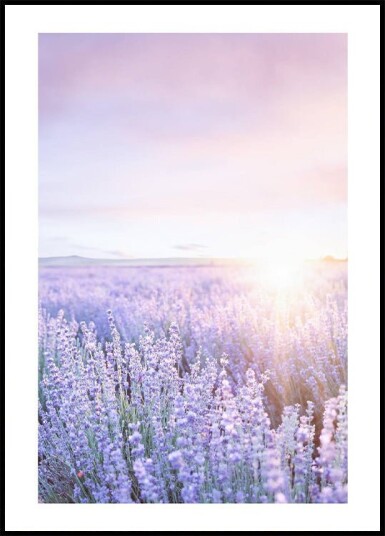 Purple Sunrise Plakat Plakat / 40x50cm