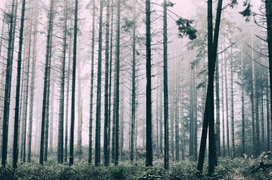 Trees1 av Henrik Hansen Trees1 av Henrik Hansen