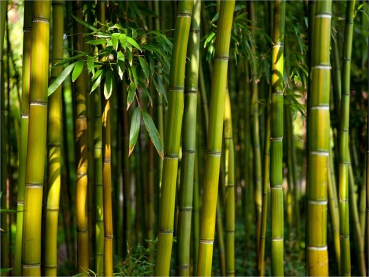 Fototapet Asiatisk Bambusskog 350x270 - Artgeist sp. z o. o.