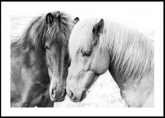 Kathrin Pienaar Horse Love Plakat / 100x150cm