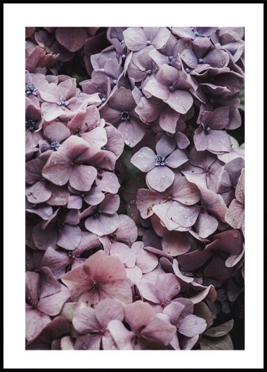 Pink Hydrangea Plakat Plakat / 100x150cm