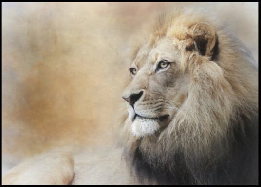 Majestic Lion Gaze Plakat / 50x70 Majestic Lion Gaze Plakat / 50x70