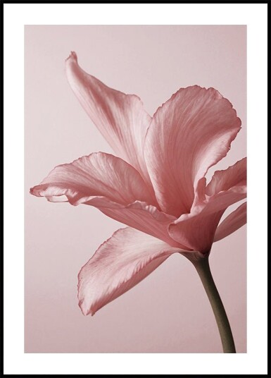 Tender Pink Lily Plakat Plakat / 100x150cm