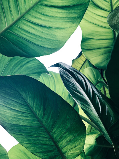Calathea no. 1 av Illux Calathea no. 1 av Illux