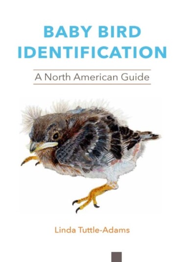 Baby Bird Identification Av Linda Tuttle-Adams