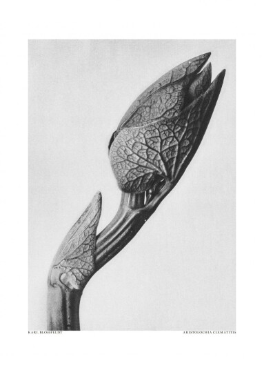 Plakat Aristolochia Clematitis Plakat Aristolochia Clematitis