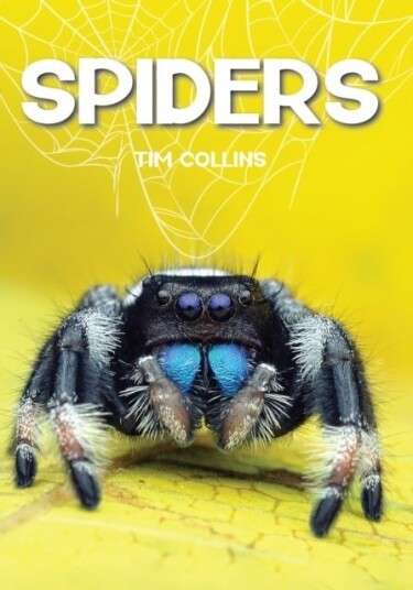 Spiders Spiders