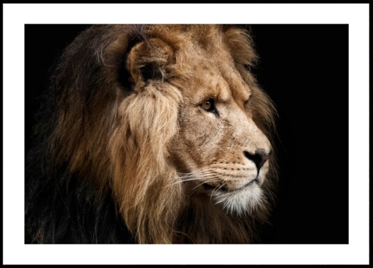 Majestic Lion Profile Plakat / 50x70 Majestic Lion Profile Plakat / 50x70