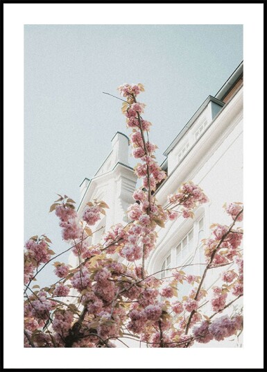 Cherry Blossom Plakat Plakat / 70x100cm Cherry Blossom Plakat Plakat / 70x100cm