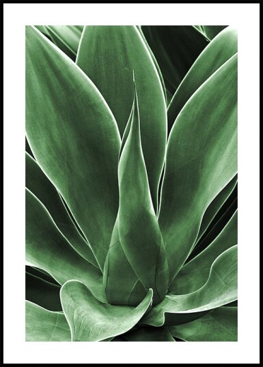 Green Agave Leaves Plakat Plakat / 100x150cm