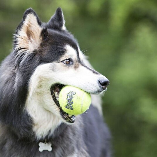 Kong Kongairsqueaker Tennisball L 2 Kong Kongairsqueaker Tennisball L 2