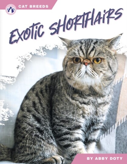 Cat Breeds: Exotic Shorthairs Cat Breeds: Exotic Shorthairs