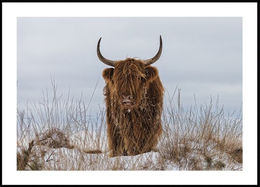 Jaap Van Den Helm Highlander in Snow Plakat Plakat / 100x150cm